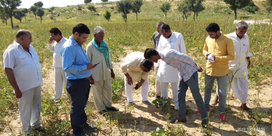 locust attack- MLA and officials visit in the fields, seen the crop