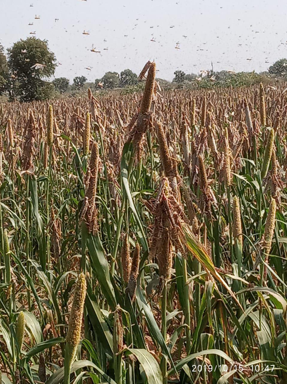 Locust attack : Damage to millet crop in Jodhpur
