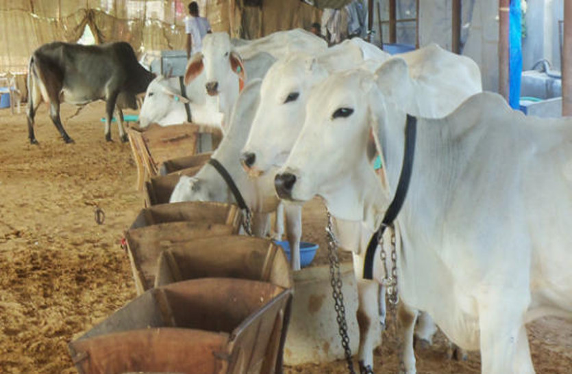 unique cow shed Jamwai Jyoti Goshala Gudhagoudji Jhunjhunu