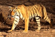 tiger news  