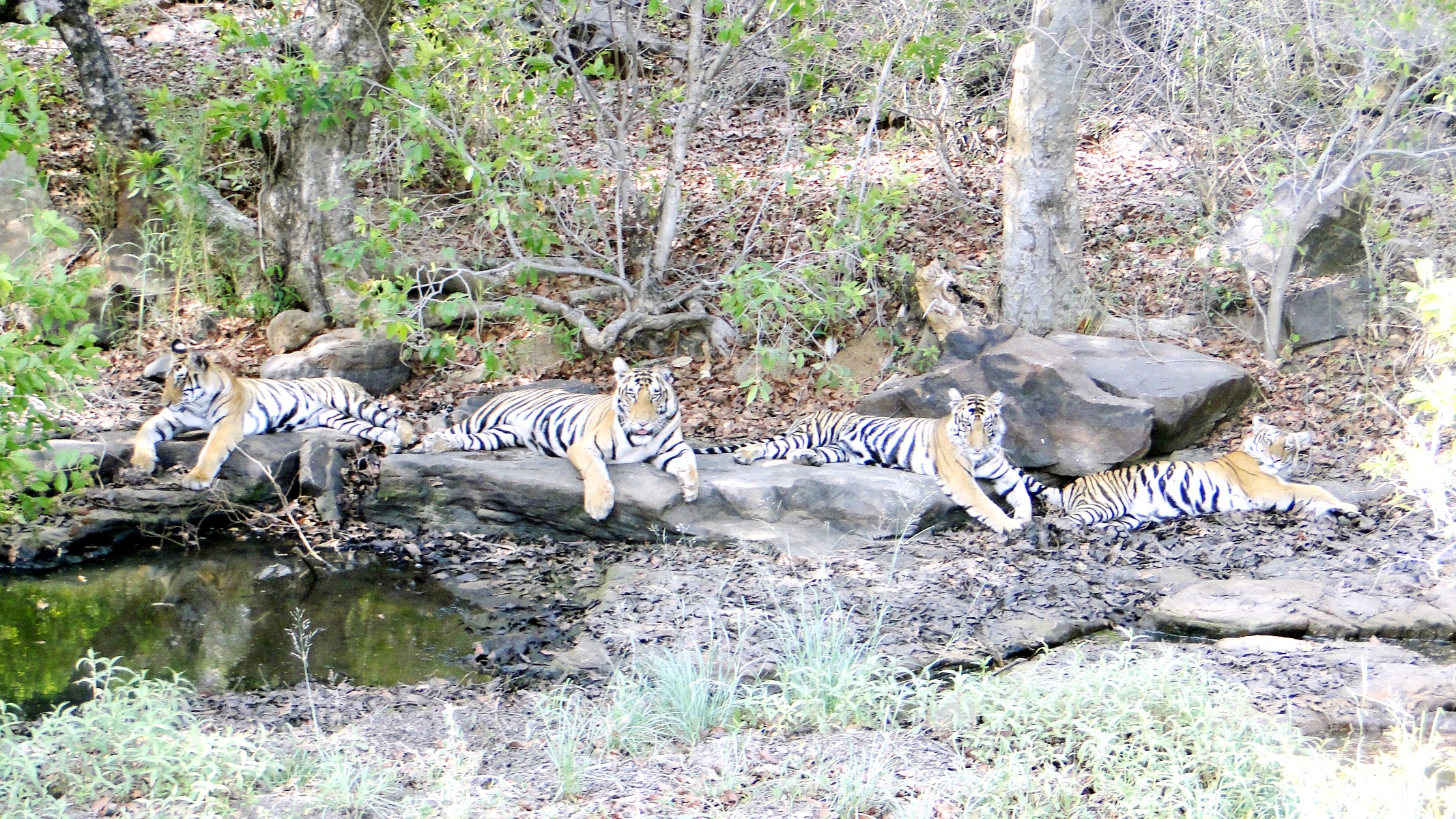 पन्ना नेशनल पार्क panna madhya pradesh