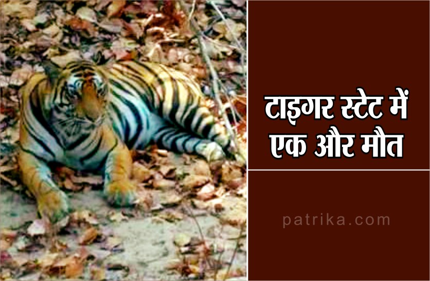 Breaking today : Female tigress T20 dead in Sanjay Tiger Reserve