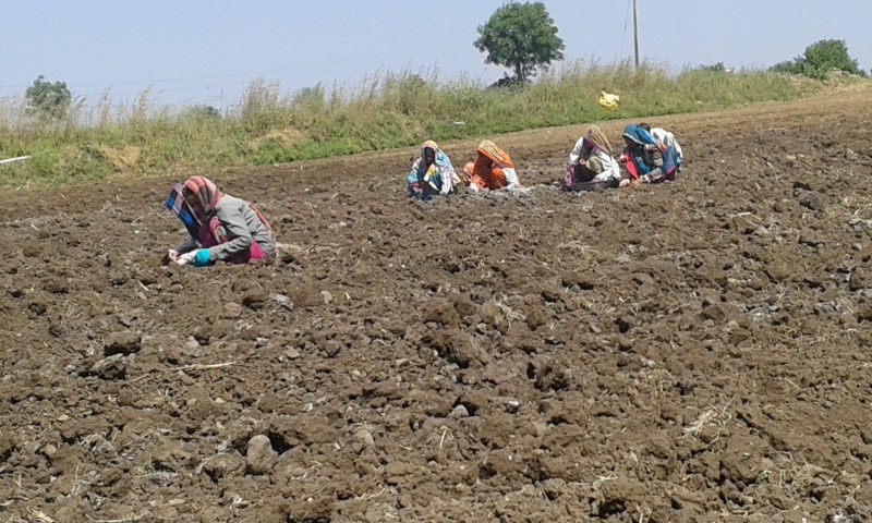 Wheat will be a crisis for farmers after flood
