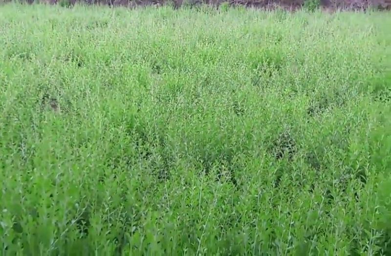 कृषि मंडी में खरीदारी शुरू, मेहंदी फसल की कटाई का कार्य जोरों पर