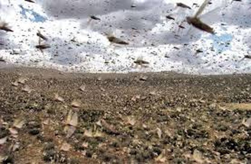 Locusts reached more than fifty thousand hectares in mahajan bikaner