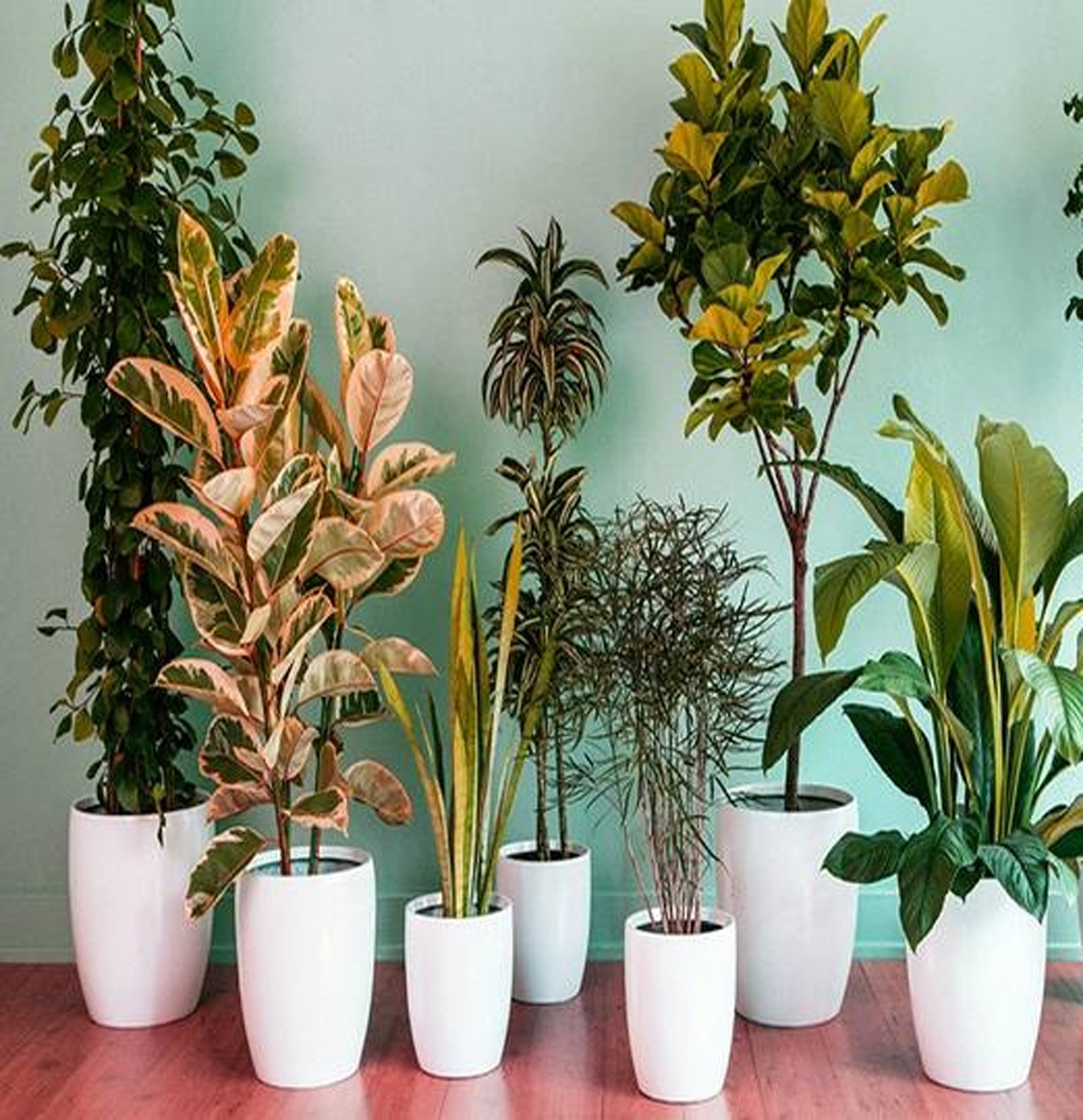 सात पौधे घर की हवा को बचाते हैं खतरनाक गैसों से