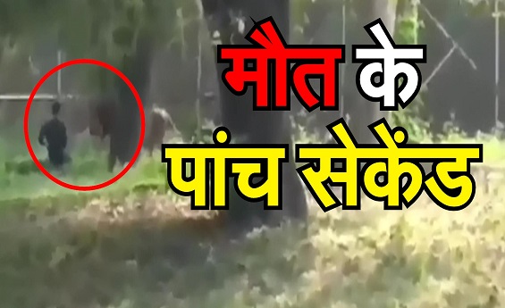 delhi zoo, lion, A young man jumped into a lion fence in Delhi