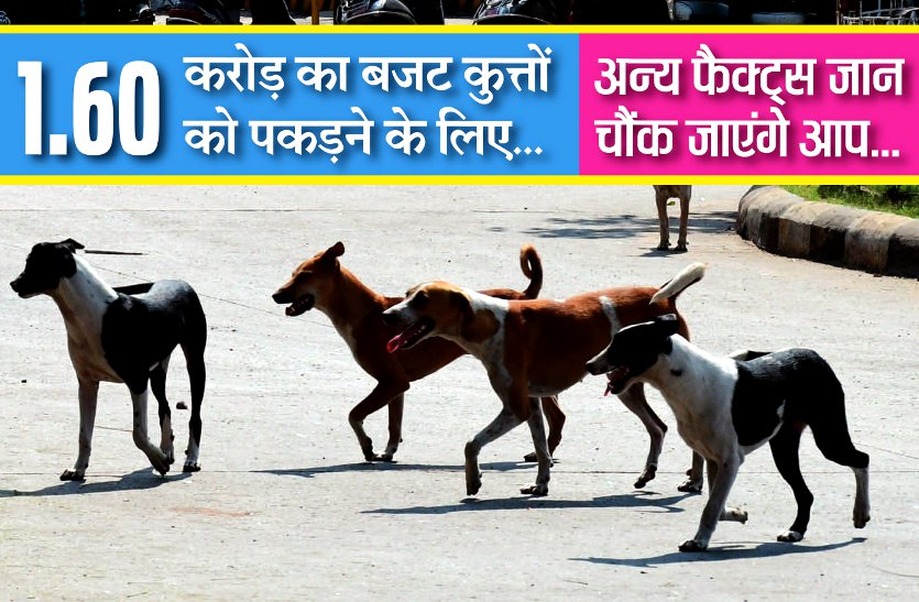 MP: Budget of crores to catch stray dogs