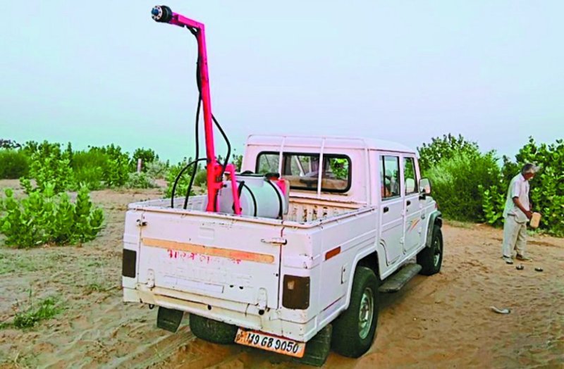 crawling Locust Faka in fields, helpless farmer