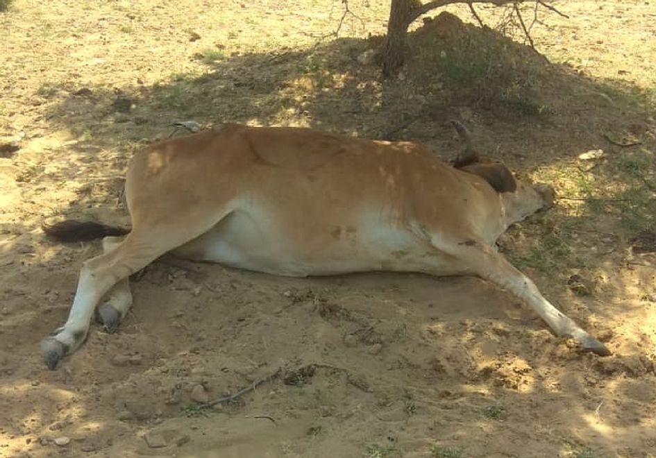 Unidentified vehicle collision killed two cows in jaisalmer
