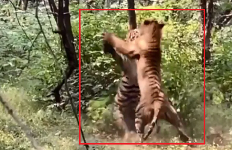 tiger fight