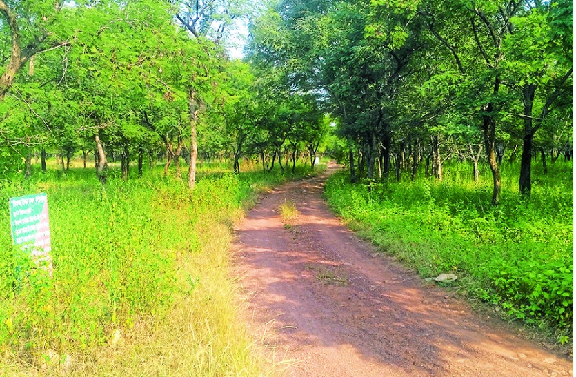 Bhainsrorgarh Wildlife Sanctuary