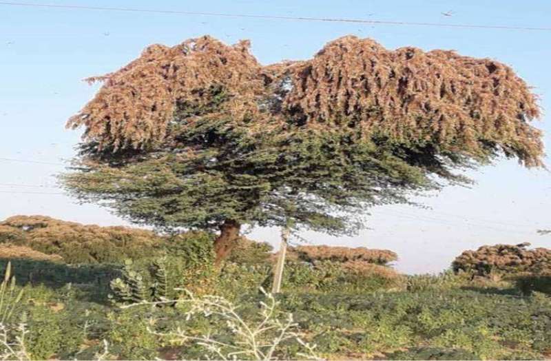 Locust party attacked in Barmer, farmers scared