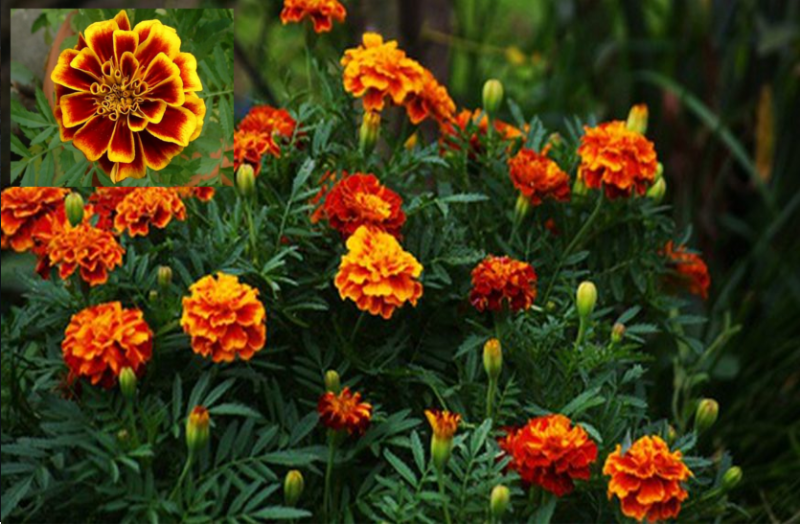 गेंदा के फूल से दूर होंगे लाइफस्टाइल रोग, एेसे करें इस्तेमाल