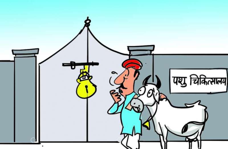 पशु चिकित्सकों के अभाव में 33 अस्पताल बंद, पशुपालन विभाग में 48 प्रतिशत पद खाली