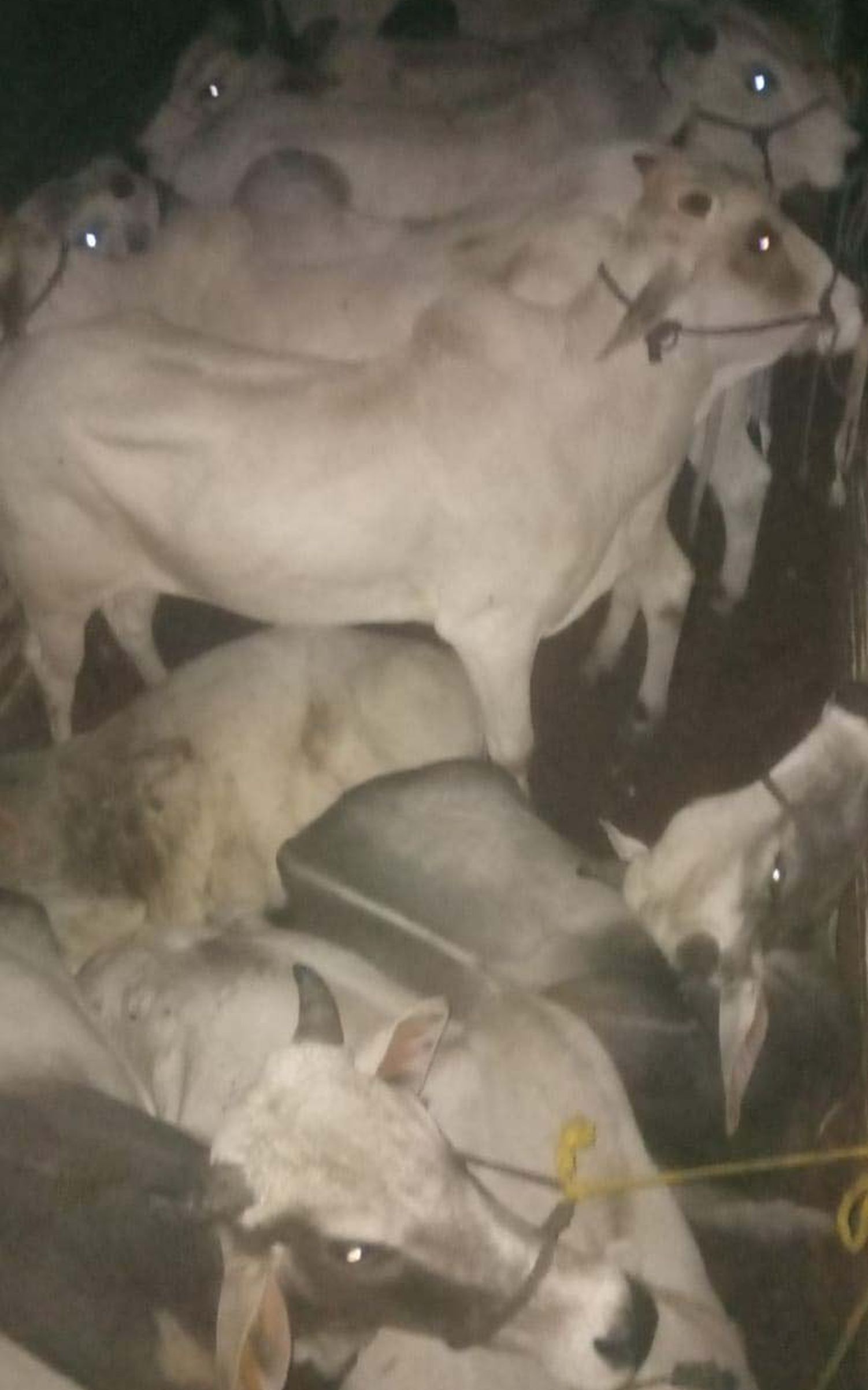 दिया नया जीवन: बुचडख़ाने जा रहे गोवंश की जिंदगी को बचाया