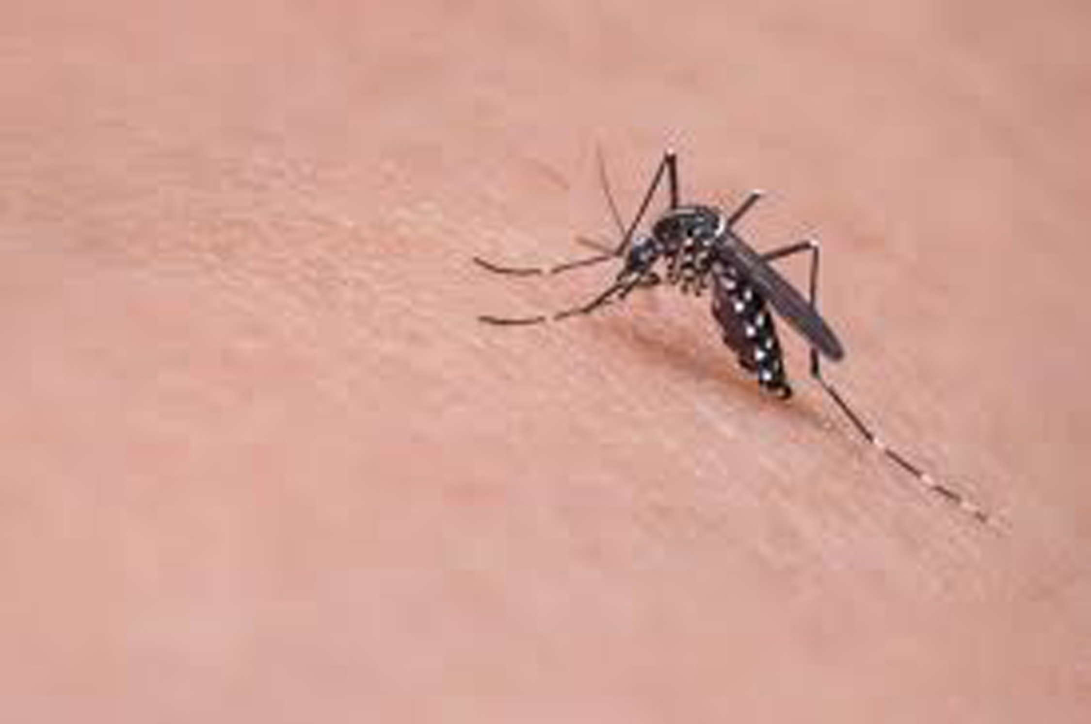 महामारी की तरह शहर में फैल रहा डेंगू, अफसर चुनाव में व्यस्त