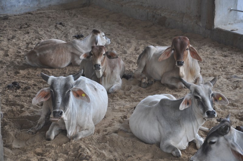 Only 44 veterinarians on 54 lakh animals