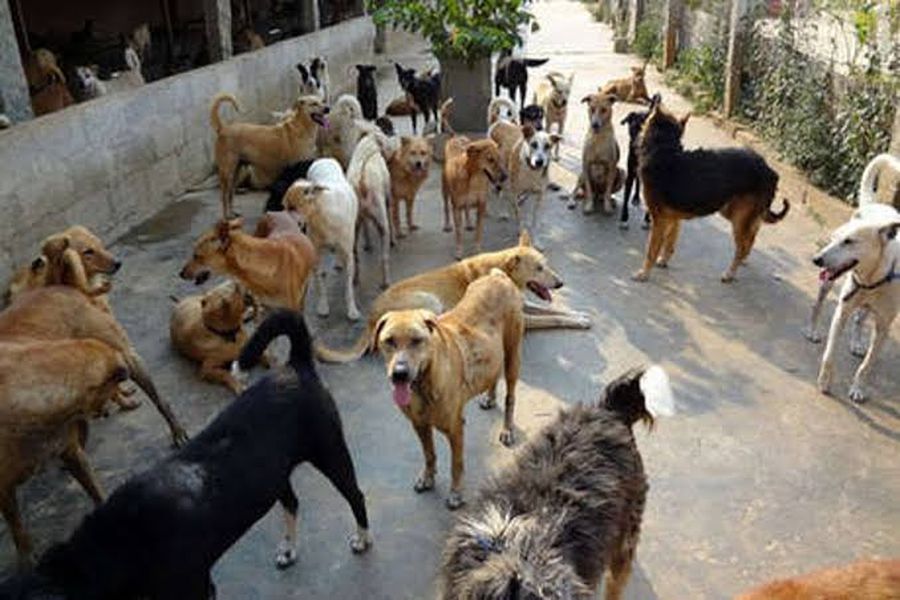 कर्नाटक में आवारा कुत्तों का आतंक