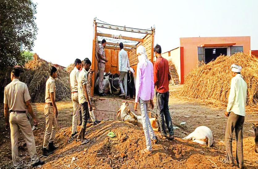 सर्दी की दस्तक के साथ ही अलवर में बढ़ी गोतस्करी