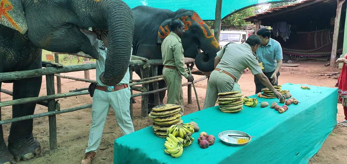 जानें क्यों की गई हाथियों की आवभगत, खिलाया मनपसंद खाना