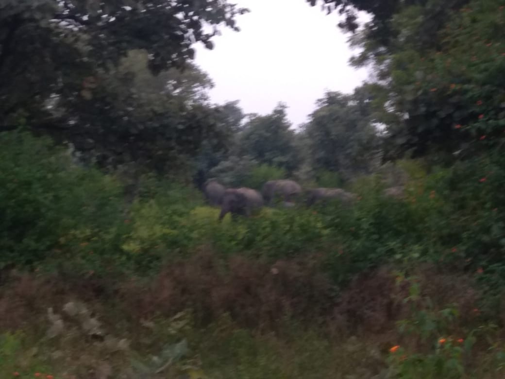 MP A group of elephants returned to Chhattisgarh's forest border cross