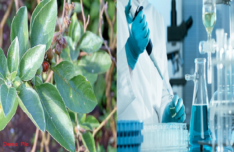 ashwagandha research