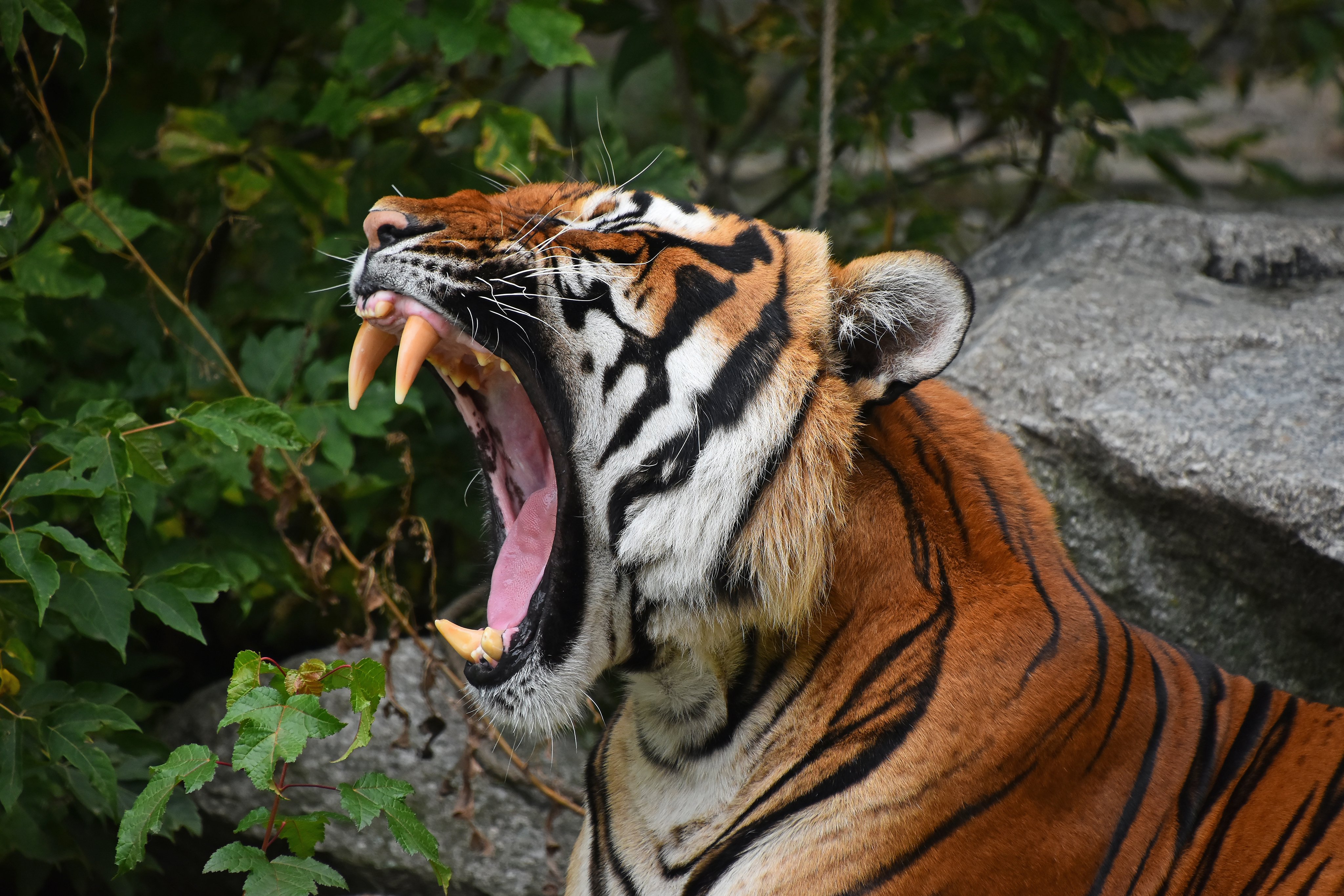 कीटनाशक ले रहा बाघों की जान,राजस्थान में भी हो चुकी है मौत