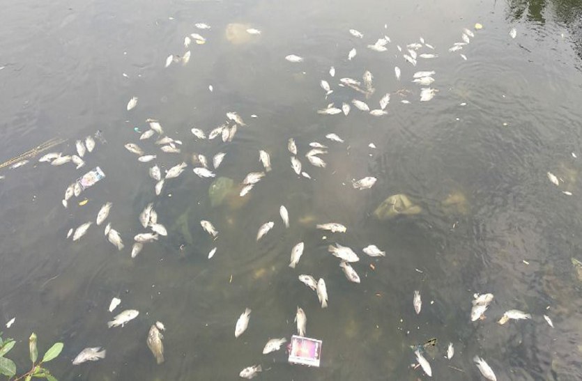 शाहपुरा तालाब में मर रहीं मछलियां, किनारे पर ढेर