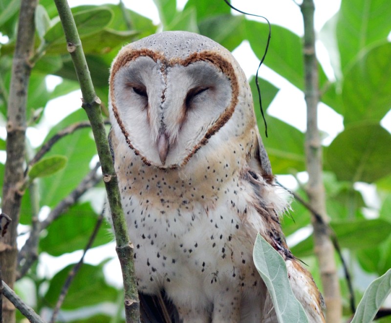 Owl is a symbol of prosperity and wealth