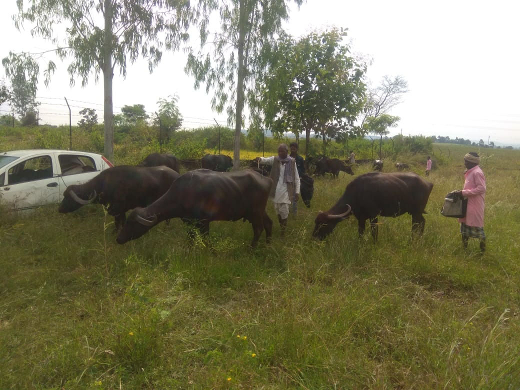 Police seize 12 cattle being transported for smuggling
