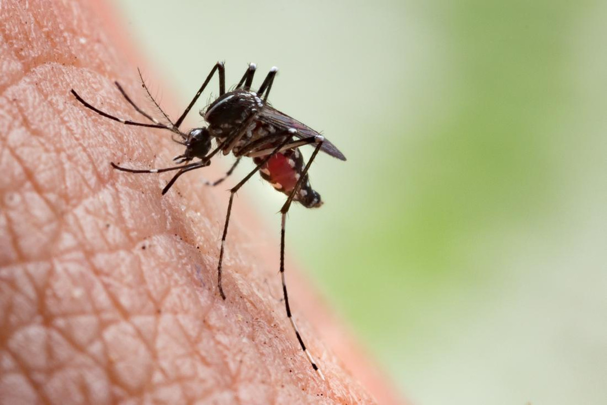 Dengue sting continues, this year the figure crossed 5 hundred