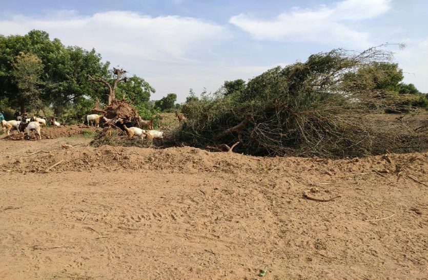 Thousand Trees Cutting On Delhi Mumbai Corridor Highway In Rajasthan