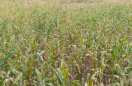 Kharif crop wasted