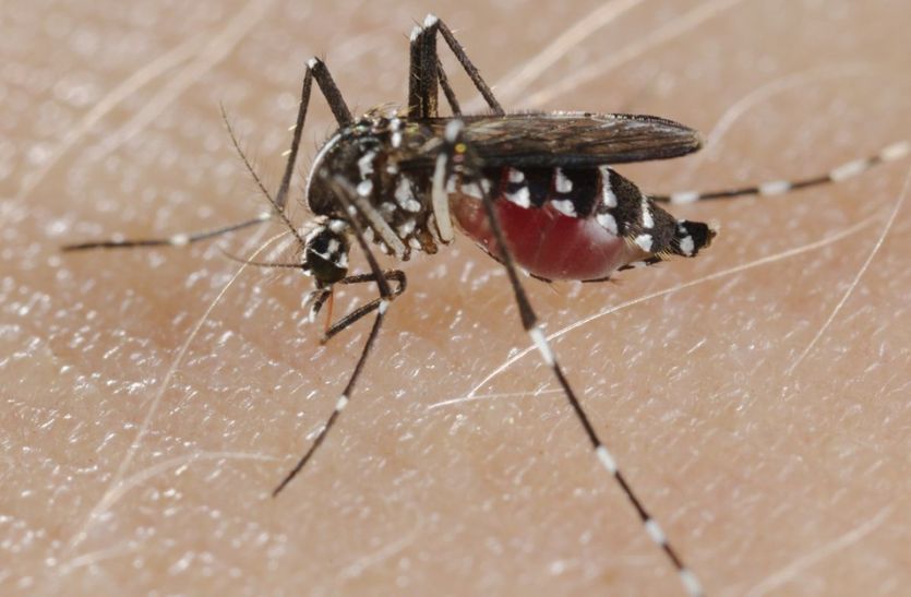 ग्रामीणों को लगातार डंक मार रहे हैं डेंगू का मच्छर, पांच दिनों में आठ पहुंच अस्पताल