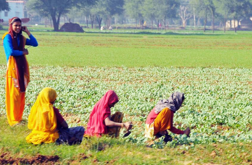 राजस्थान में अब खेत से खरीदी फसल तो दर्ज होगा मुकदमा, जारी हुआ आदेश