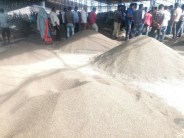 अतिवृष्टि में सड़ गई उड़द-मूंग की फसल ,मंडियों में मिल रहा आधा दाम