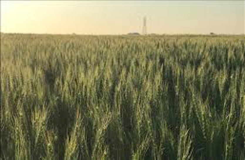 wheatcropping