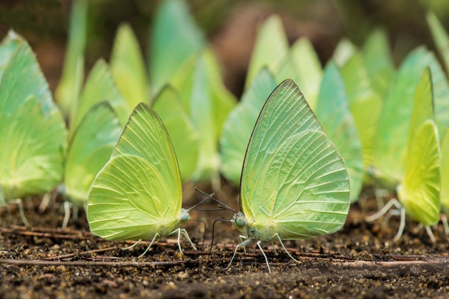 butterflies of thar region migrated to south indian areas