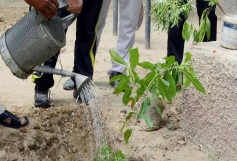 Symbolic Photo of Plantation
