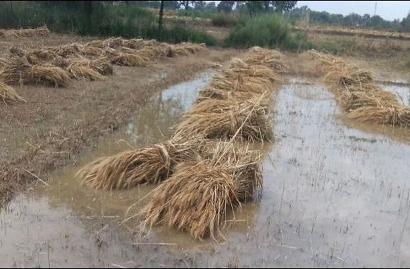 Rain caused heavy damage to standing crops