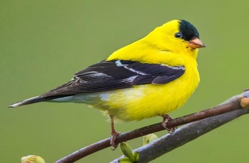 कनाडा और अमरीका में घटी पक्षियों की उड़ान