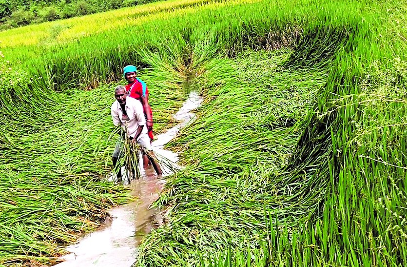 Farmers are not able to cut crops due to rain, oilseeds and paddy crops