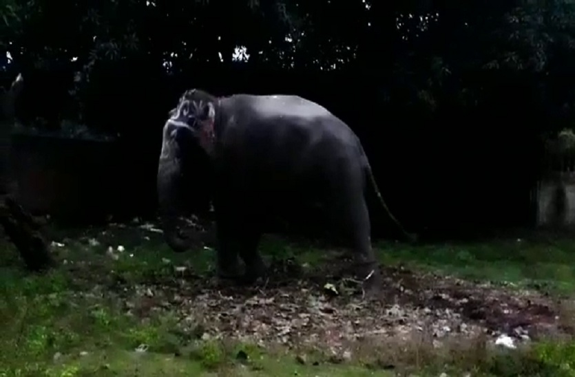 Elephant killed man
