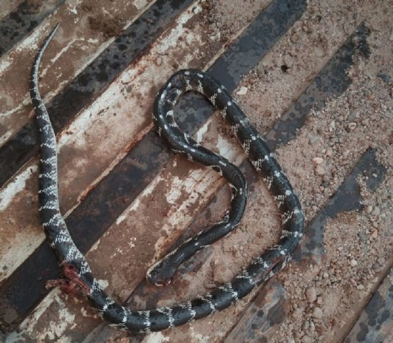 Incidence of snakebite is increasing continuously in jaisalmer