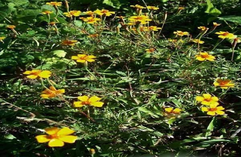 farmers-income-wild-plant-wooded-area-forest-area-flower-wild-marigold