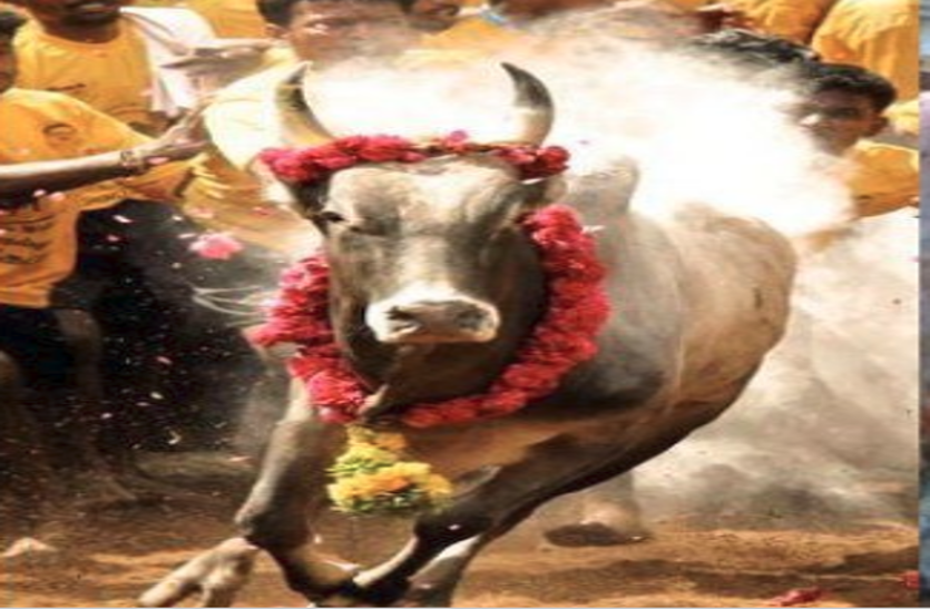 Race of cows on Diwali in sirohi : Special tradition on diwali