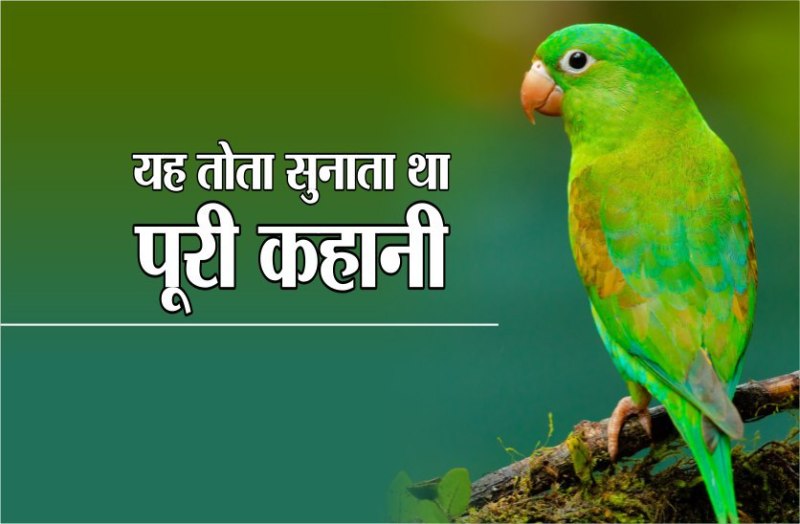 यह है जादुई तोता, अपनी मीठी आवाज से सुनाता ऐसी कहानी, जिसने भी सुना रह गया हैरान