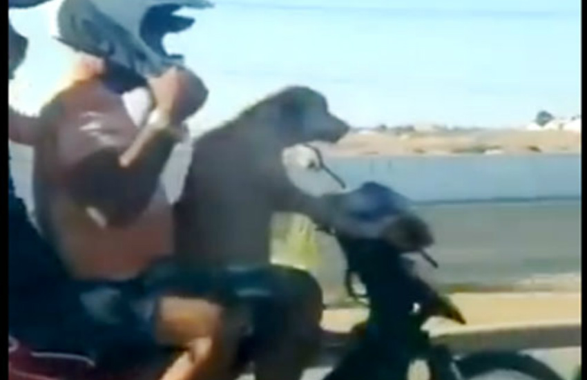 video_of_dog_driving_a_bike_with_two_pillion_riders_goes_viral.jpg