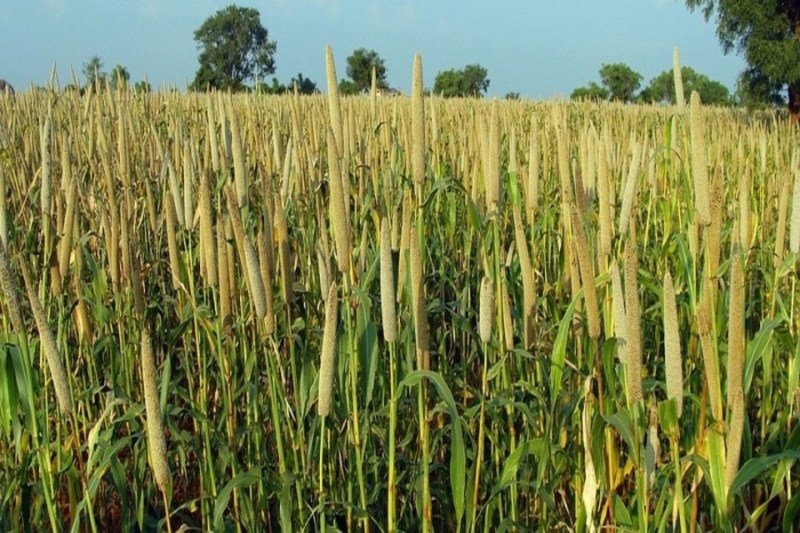 kharif crops started coming into jodhpur mandi